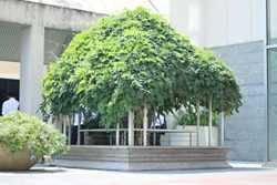 Kanpai Mahidol