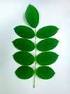 Leaf