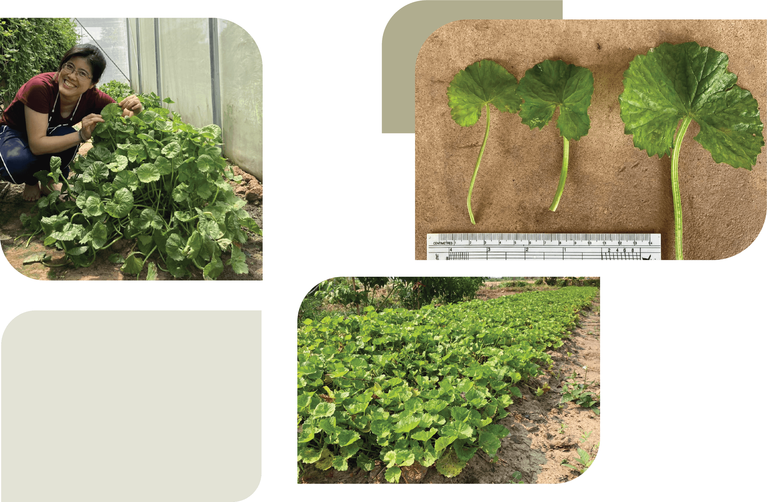 Salaya 1 Centella Asiatica