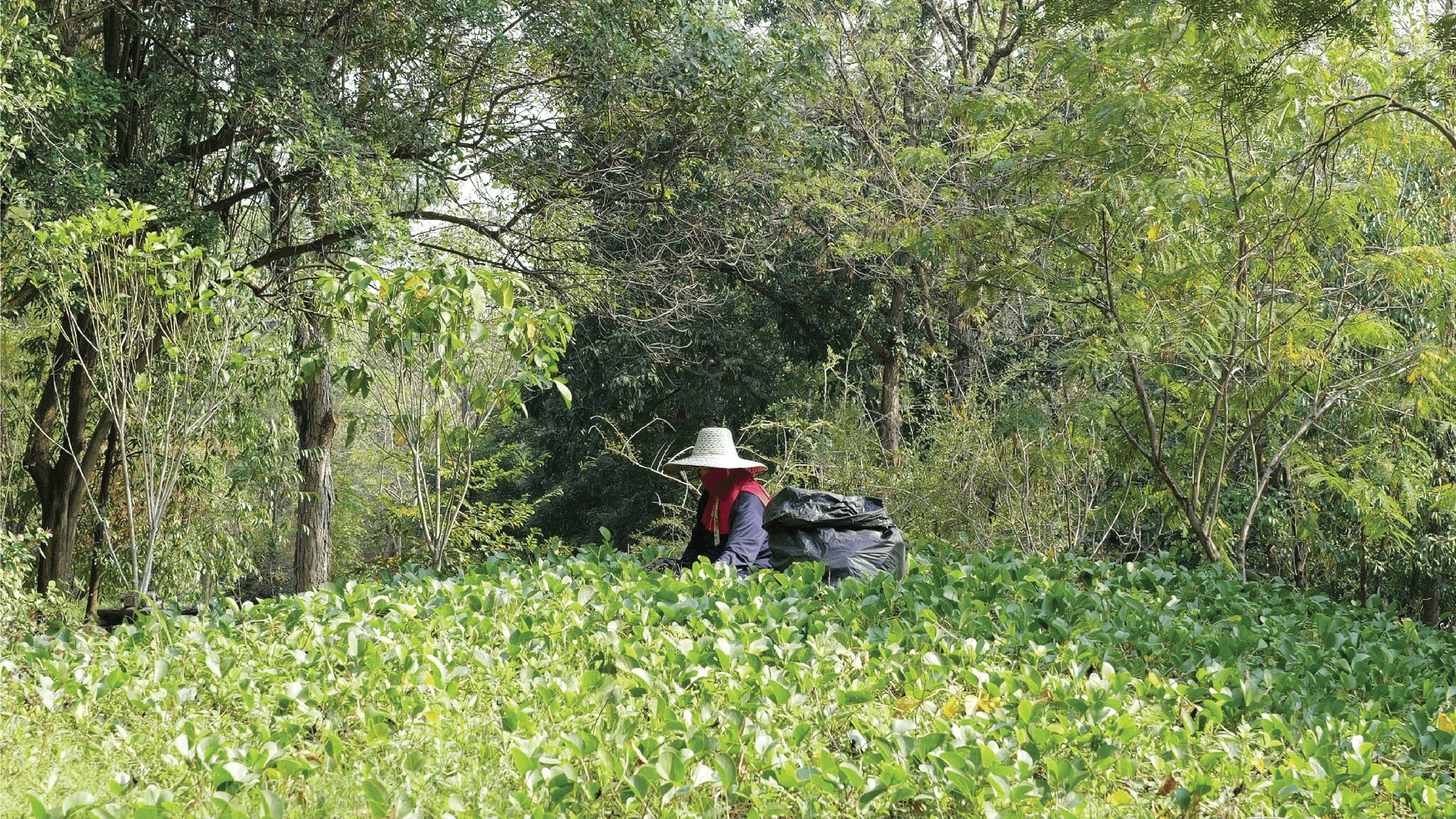 Collecting Herb