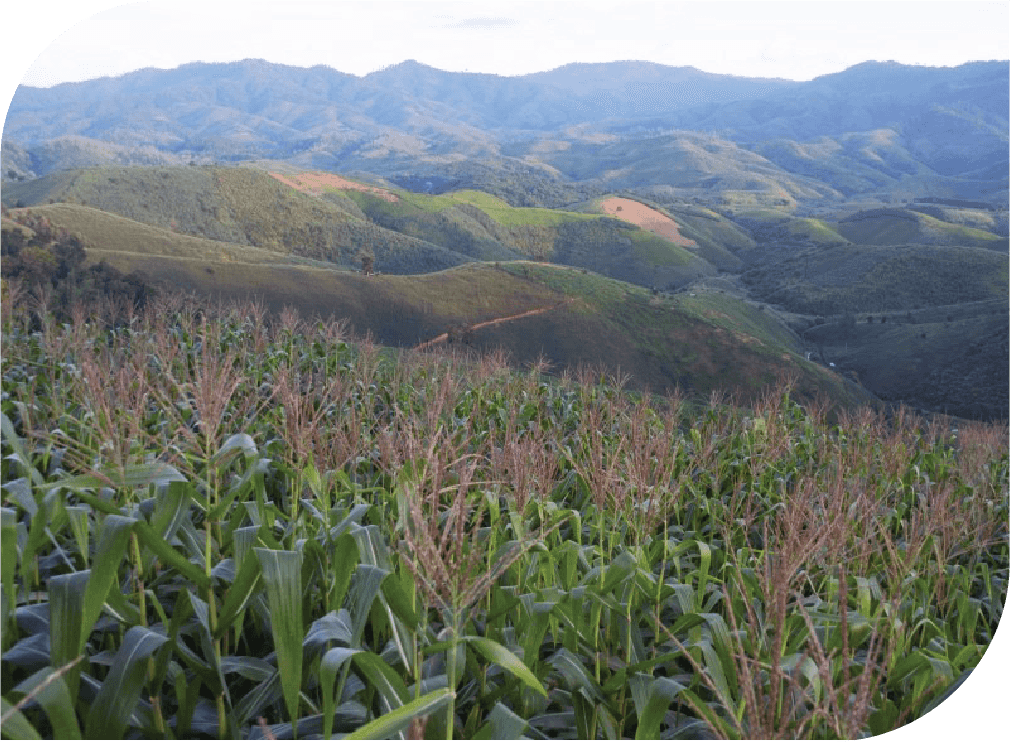 The forest in Nan province